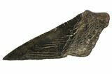 Partial Fossil Megalodon Tooth - Georgia #106937-1